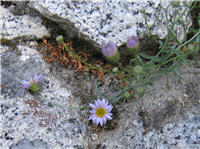 Small purple daisy